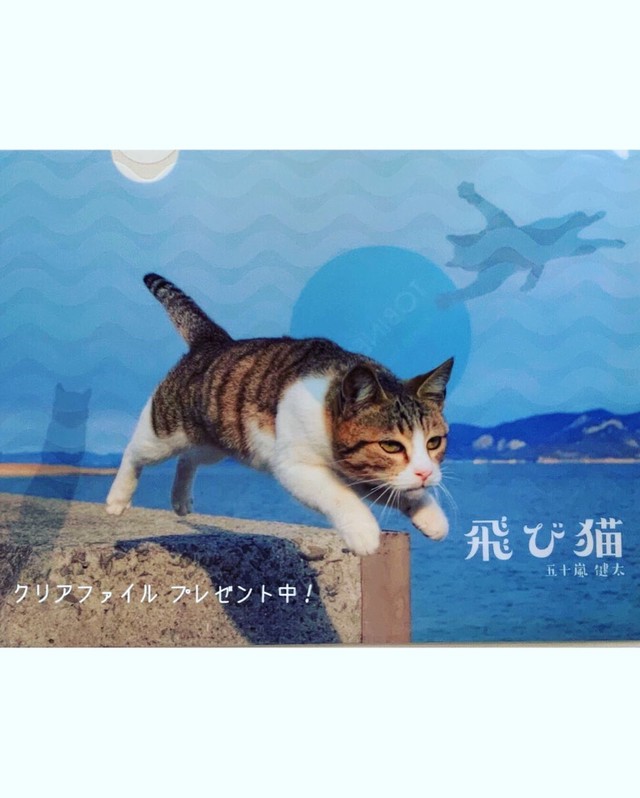 飛び猫カレンダー21 五十嵐健太さんサイン入り いつもそばに ふくねこ雑貨店 Ambitious