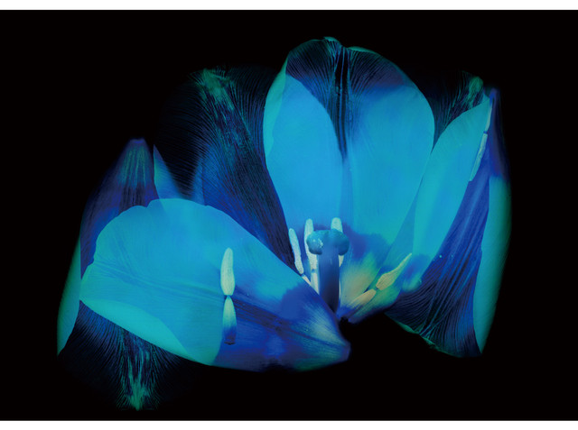 西村陽一郎写真集 青い花 みんなのギャラリー Minnano Gallery Online Shop