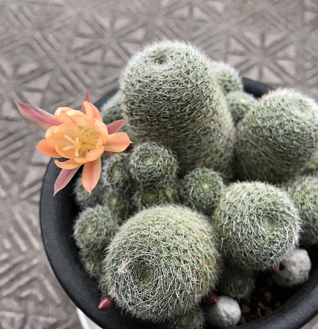 実生 ヘリオーサ V アルビフローラ サボテン 珍奇植物 ビザールプラン Ryokuzen Greenmarket