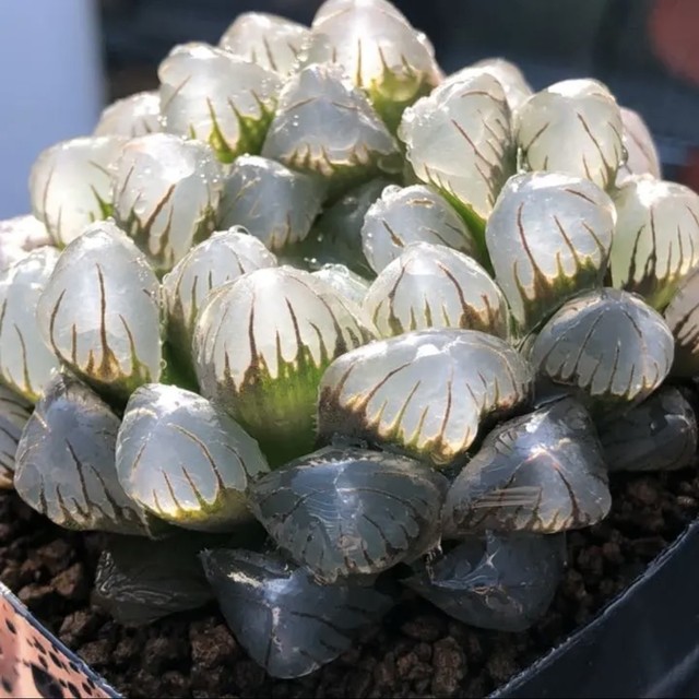 Haworthia 紫オブツーサ 美株 ハオルチア Botany Craft