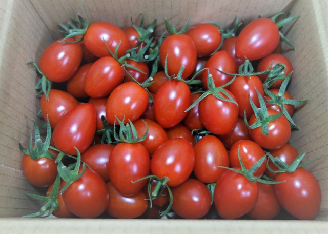 たっぷり アイコトマト2kg レビューでおまけ付 ろくぞうさトマトwebshop