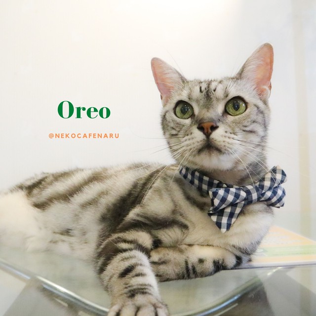 ねこカフェなる各スタッフオリジナルハンドタオル ねこｶﾌｪなる 長野の猫カフェ