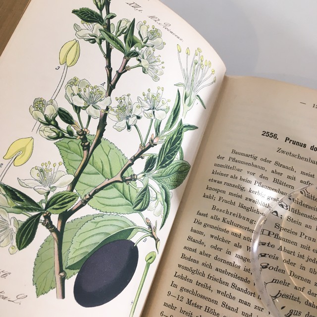 Ernst Hallier ドイツの植物図鑑 Vol 25 カラープレート116枚 1800年後半 クロモリトグラフ べるりんのーと