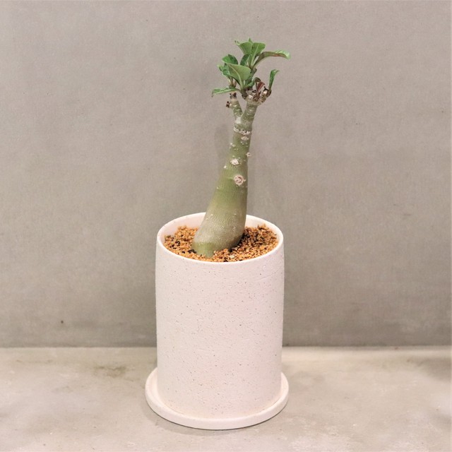 グリーン アデニウム ヴィーナス ジーフラットインテリアショップ