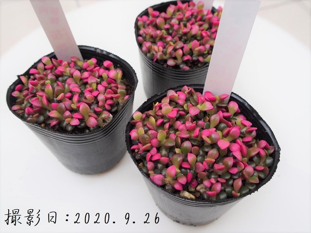 多肉植物 桜吹雪 サクラフブキ アナカンプセロス属 いとうぐりーん 産直苗 2号 多肉植物とガーデン雑貨 Macherie マシェリ