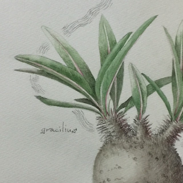 パキポディウム グラキリス 植物画 原画 額入り Pachypodium Gracilius Mayco S Succulent Art Box