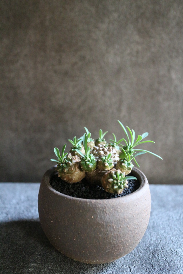 ユーフォルビア 峨眉山 Jujumaru Webshop