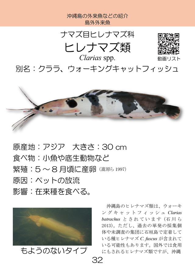 新版紙書籍 沖縄島の外来魚ガイド第三版 しまづ外来魚研究所オンラインショップ