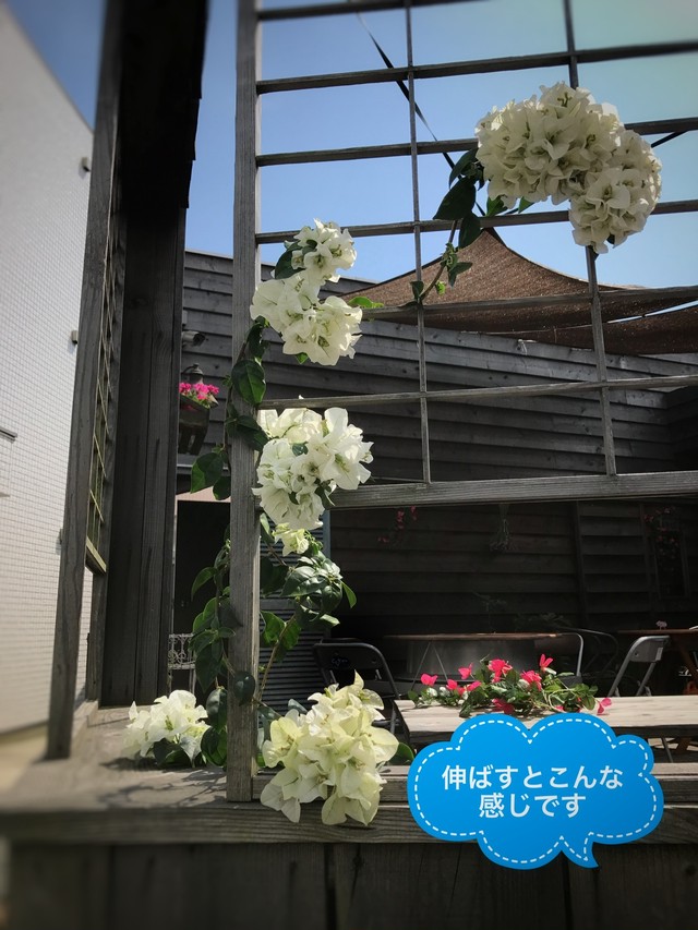 ブーゲンビリア 球咲き ホワイト Malino