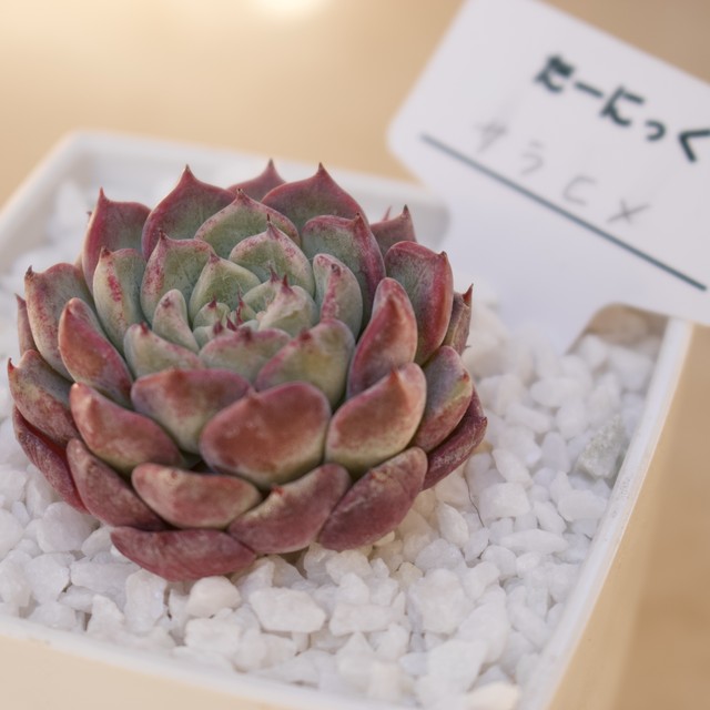 沙羅姫 多肉植物 韓国苗 多肉植物専門店たーにっく