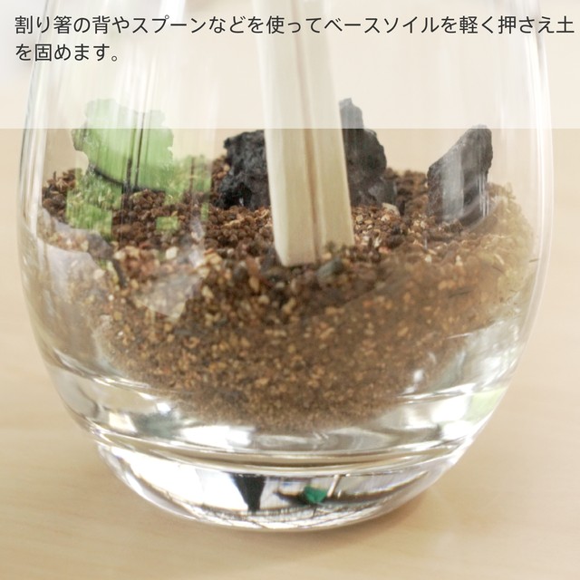 はじめての苔テラリウムにピッタリの作成キット 苔栽培とネット販売の西予苔園 せいよこけえん のオンラインショップ