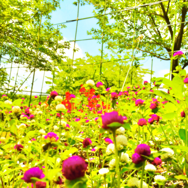 庭の花畑 松元美智子美術館