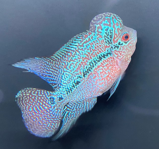 本店限定 熱帯魚 1点物 フラワーホーン ビッグヘッド 11cm前後 １匹 東京倉庫出荷 熱帯魚専門店 アクアショップ ピラルク本店