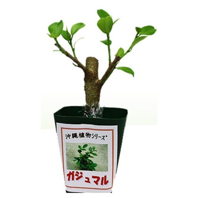 ガジュマル Greenshopとよさき 緑の店 グリーン インテリア 観葉植物 多肉植物 沖縄