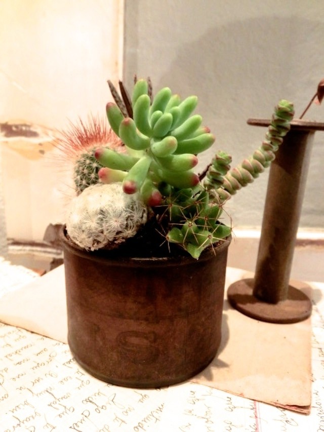 Alot 多肉植物リメ缶寄せ植え 猩々丸 乙女心 海王星 Alot