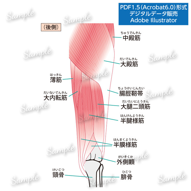股関節 膝の筋肉 後側 Prico ぷりこ S Illustration Store