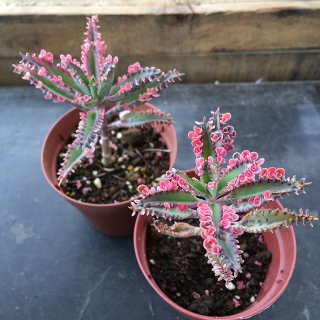 不死鳥錦 Rupo 多肉植物専門店