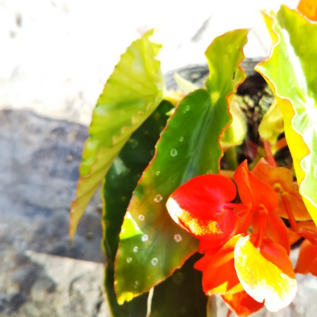 木立ベゴニア10 5cmポット苗 Hanazukin 花ずきん 農家直送の花苗 シンビジュームの花束
