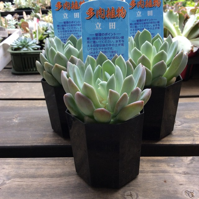 立田 エケベリア 多肉植物 Melty Works 多肉植物 と Dulton プランター のお店
