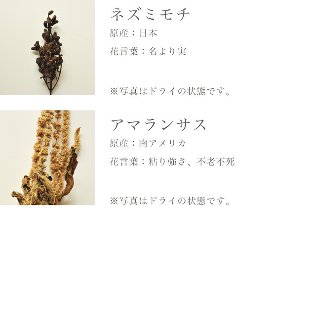 ネズミモチとアマランサスのペトリ皿 Amaterra Flowers