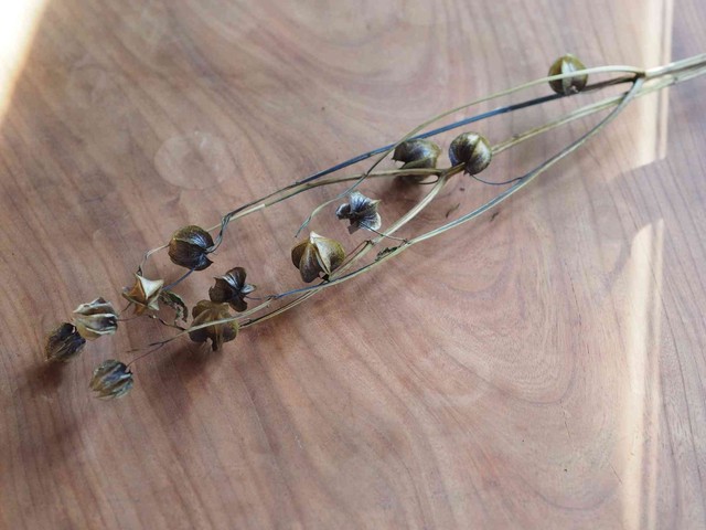 シューフライ 黒ホオズキ 黒 バラ売り ドライフラワーショップ Une Brise ユヌブリーズ 川越