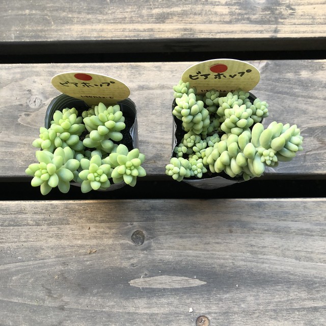 ビアホップ いちかわふぁーむ セダム 多肉植物 Melty Works 多肉植物 と Dulton プランター のお店