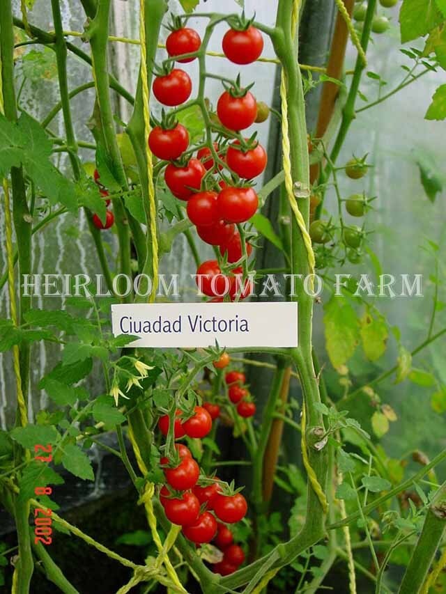 Species Tomatoes Heirloom Tomato Farm
