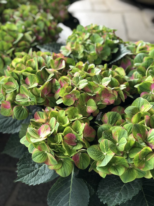 紫陽花マジカルグリーン かご付き Unitedbamboo