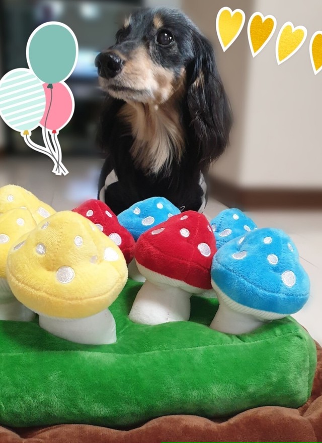 即納 ノーズワーク 犬用 玩具 おもちゃ きのこ Cozy Style