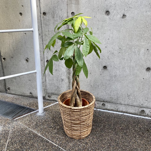 送料無料 パキラ 7号鉢 観葉植物 開店祝い 移転祝い 新築祝い おしゃれ インテリア 室内 Florist Lulu Flower ルルフラワー オンラインストア