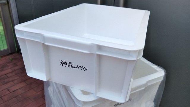 白13l 神龍ロゴ入り 数量注意 神龍めだか