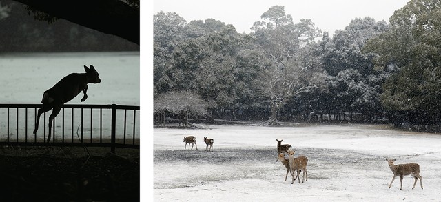 写真集 Deer Park 世界でここにしかない奇跡の場所 Kazutosato
