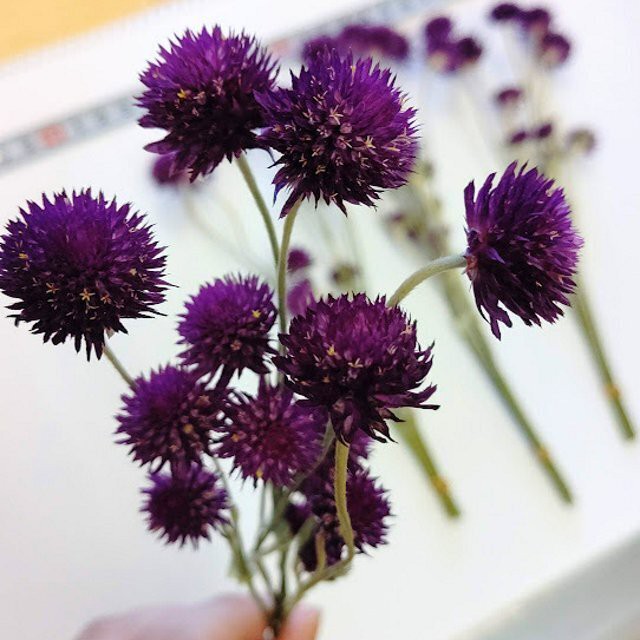 センニチコウ 千日紅 ドライフラワー茎有 パープル 002 雑貨とドライフラワーの店 Myrte ミルテ