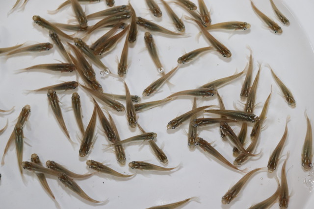 黒メダカ １０匹 斧田観賞魚センター