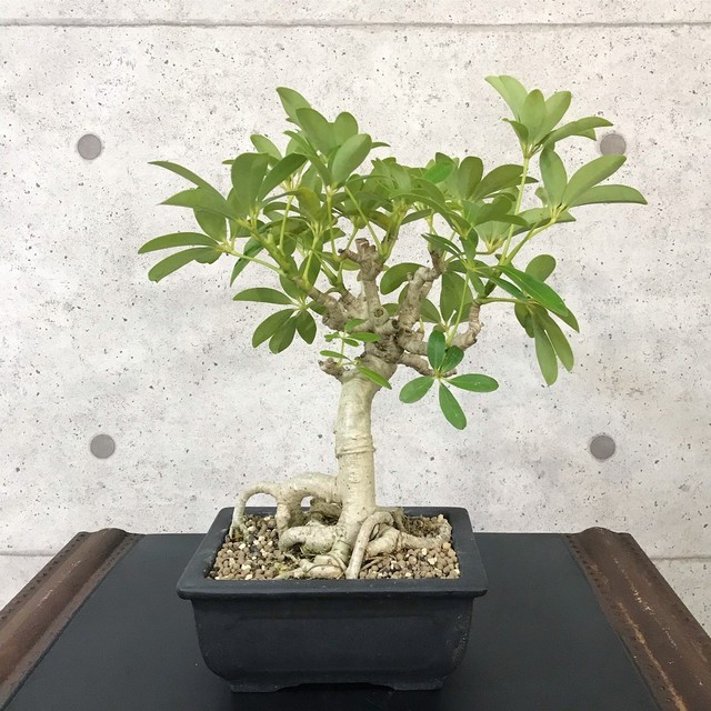 シェフレラ盆栽 観葉植物 S1 Bonsai 鉄と山