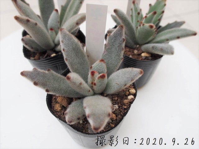 多肉植物 白兎 しろうさぎ カランコエ属 いとうぐりーん 産直苗 2号 多肉植物とガーデン雑貨 Macherie マシェリ