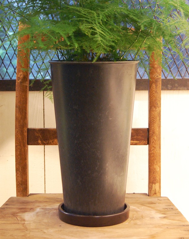 アスパラガス プルモーサス ナナス Neo Green