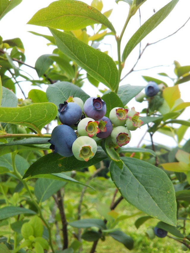 ブルーベリーシロップ ブルーベリー 草野農園 福島県玉川村