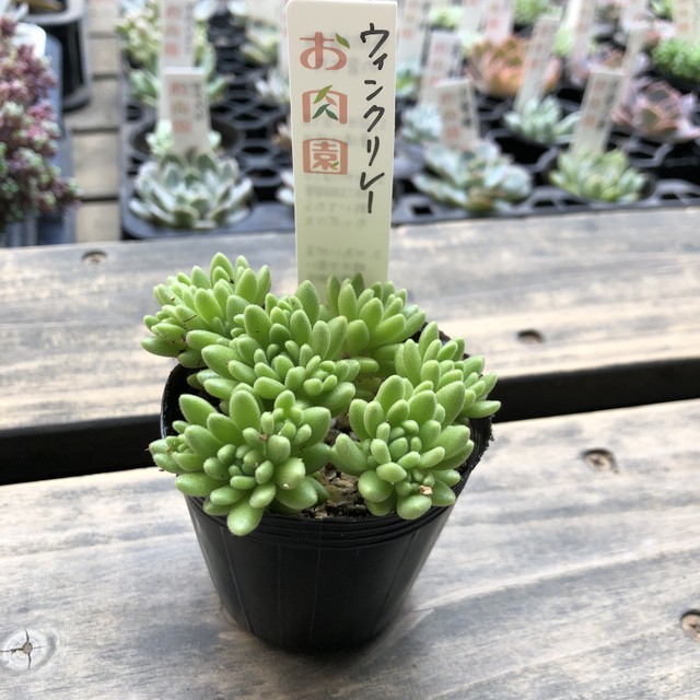 ウィンクレリー お肉園 セダム 多肉植物 Melty Works 多肉植物 と Dulton プランター のお店