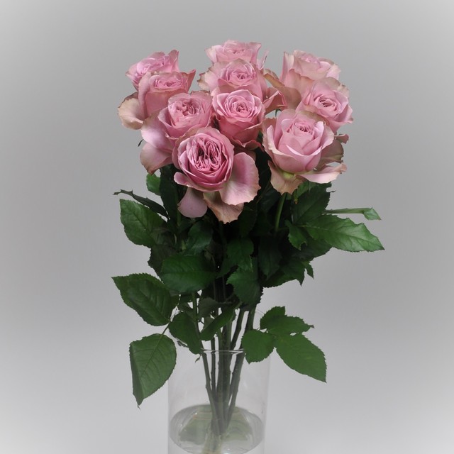 Rose ショコラロマンティカ 10本 (JA静岡市)