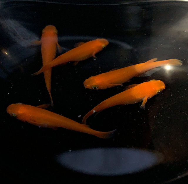 めだか専門 癒乃 ゆの