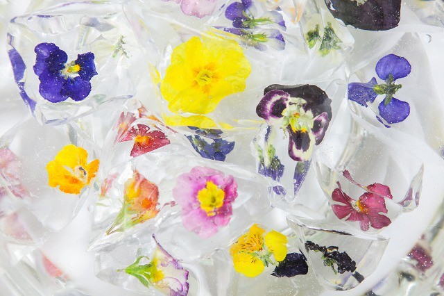 今年の夏は目で涼む 氷に花を入れてみた 溶けない氷 花氷樹脂 花氷樹脂取り扱い店募集中 花氷樹脂専門店 花氷 水中のフラワーアレンジ