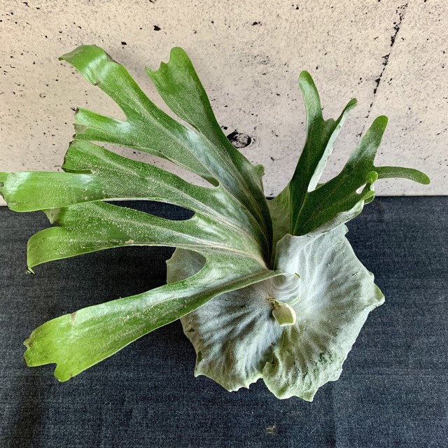 ビカクシダ スパーバム Planet Plants プラネットプランツ