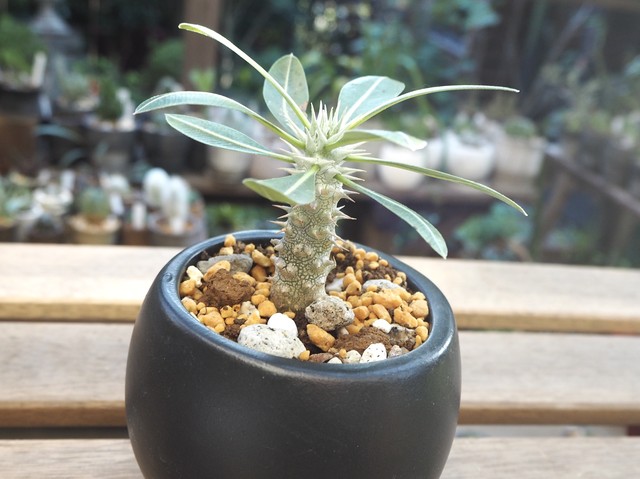 パキポディウム デンシフローラム 多肉植物デイジーアンドビー