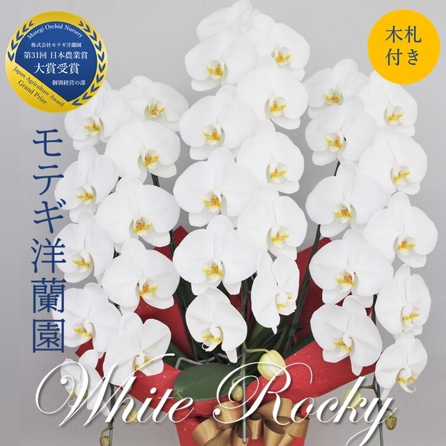 胡蝶蘭 お祝い ギフト 就任祝い 木札付き 大輪 ホワイトロッキー 3本立 3l ラッピング付き 開店 新築 就任 開業 開院 モテギ洋蘭園