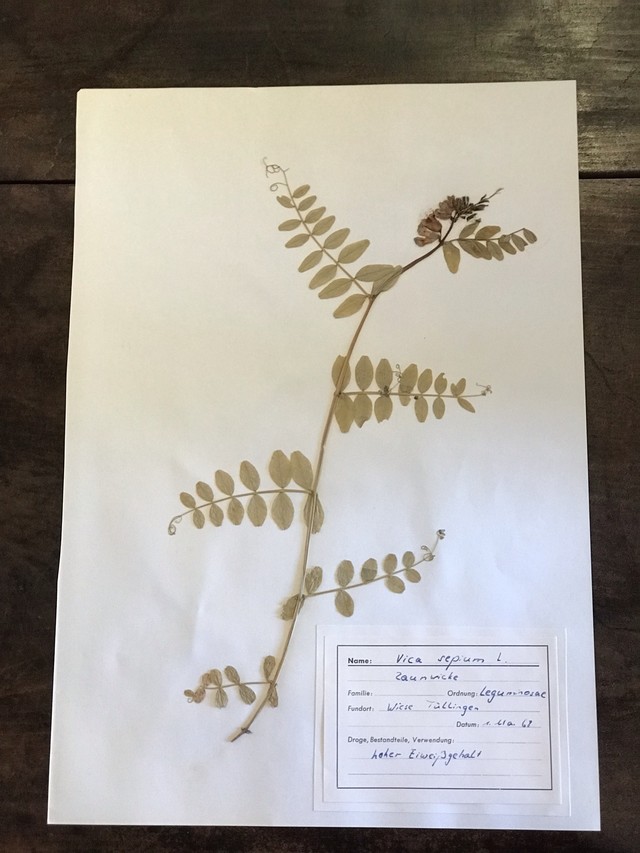 送料無料 アンティーク ドイツ 植物標本 1960年代 Tobira 雑貨 アンティーク 本