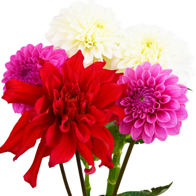 中大輪ダリア 生産者お任せｍｉｘ Jaみなみ筑後 ネットショップ