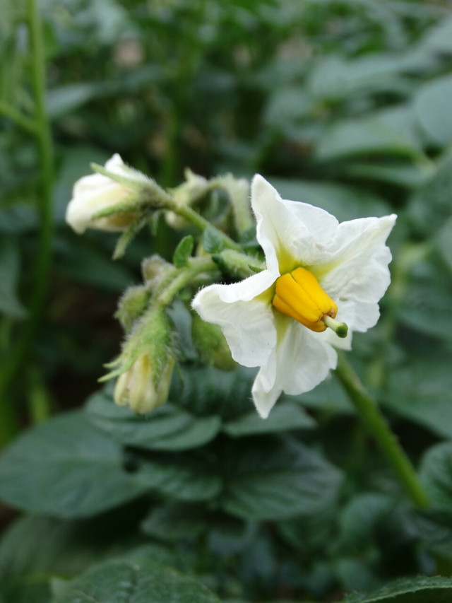 ジャガイモの花 Potato Flower Yumemirutanuki