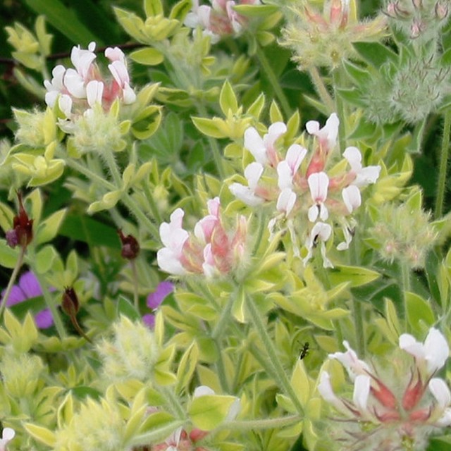 白 パステルカラーの花 天空のバラ園 無農薬バラ苗 花苗 クレマチス ハーブ産直販売