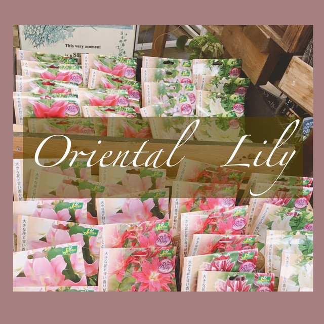 ゆり八重咲きオリエンタル球根鉢植え Florist Hanako